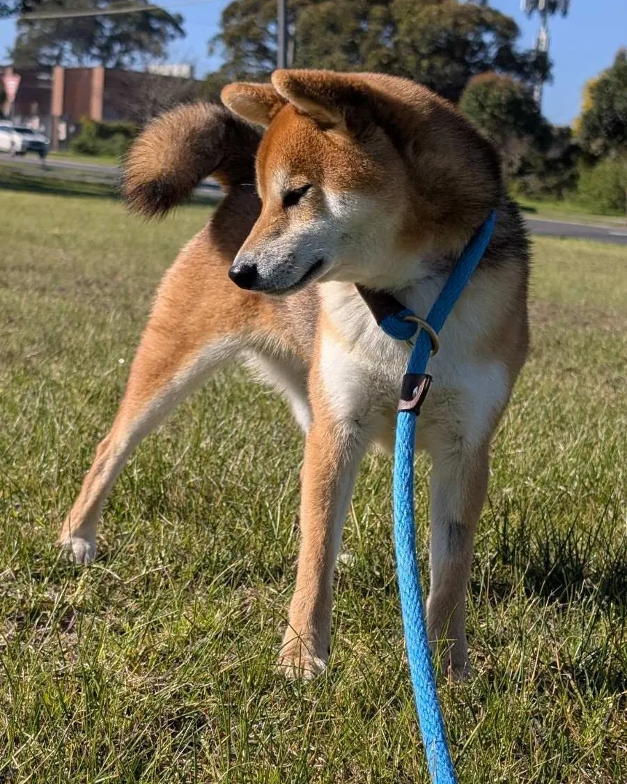 Shiba Inu on a blue lead on the grass in Australia before the flight to Jakarta