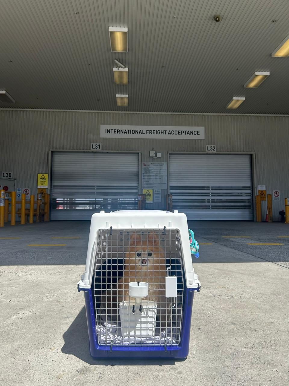 Pet in IATA crate at International Freight Acceptance, Australia