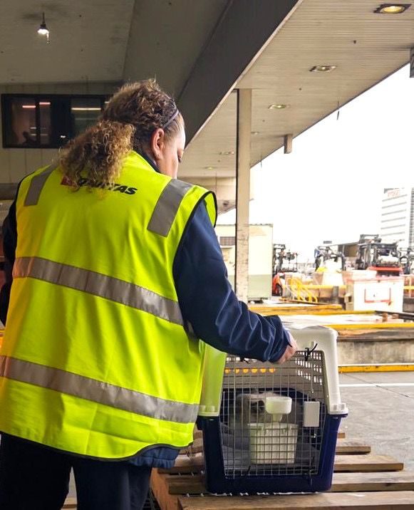 Airline cargo staff handling a pet travel crate