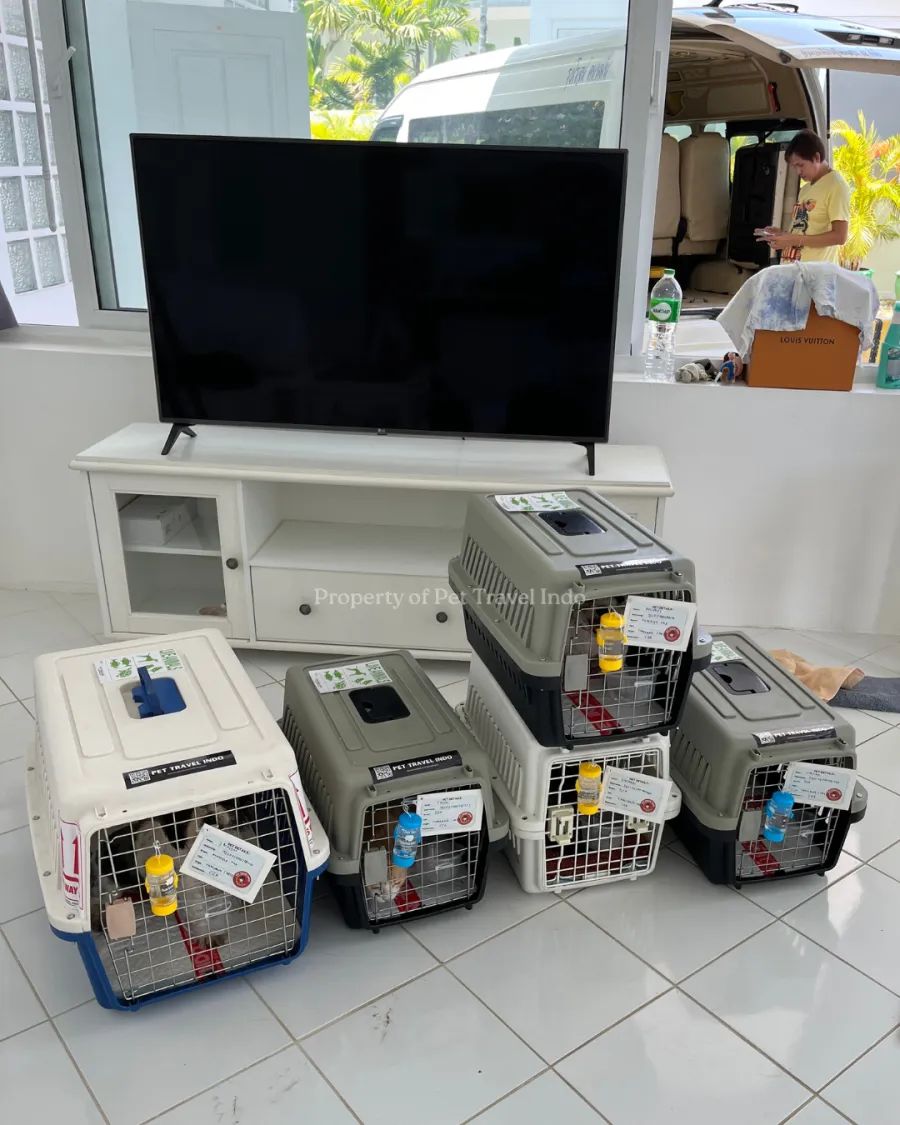 Five labelled Pet Travel Indo travel crates with water bottles, prepared before departure