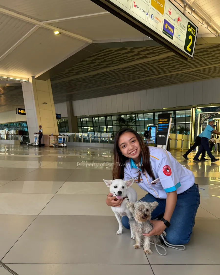 Pet Travel Indo team member with two small dogs at an international gate, Qantas signage overhead