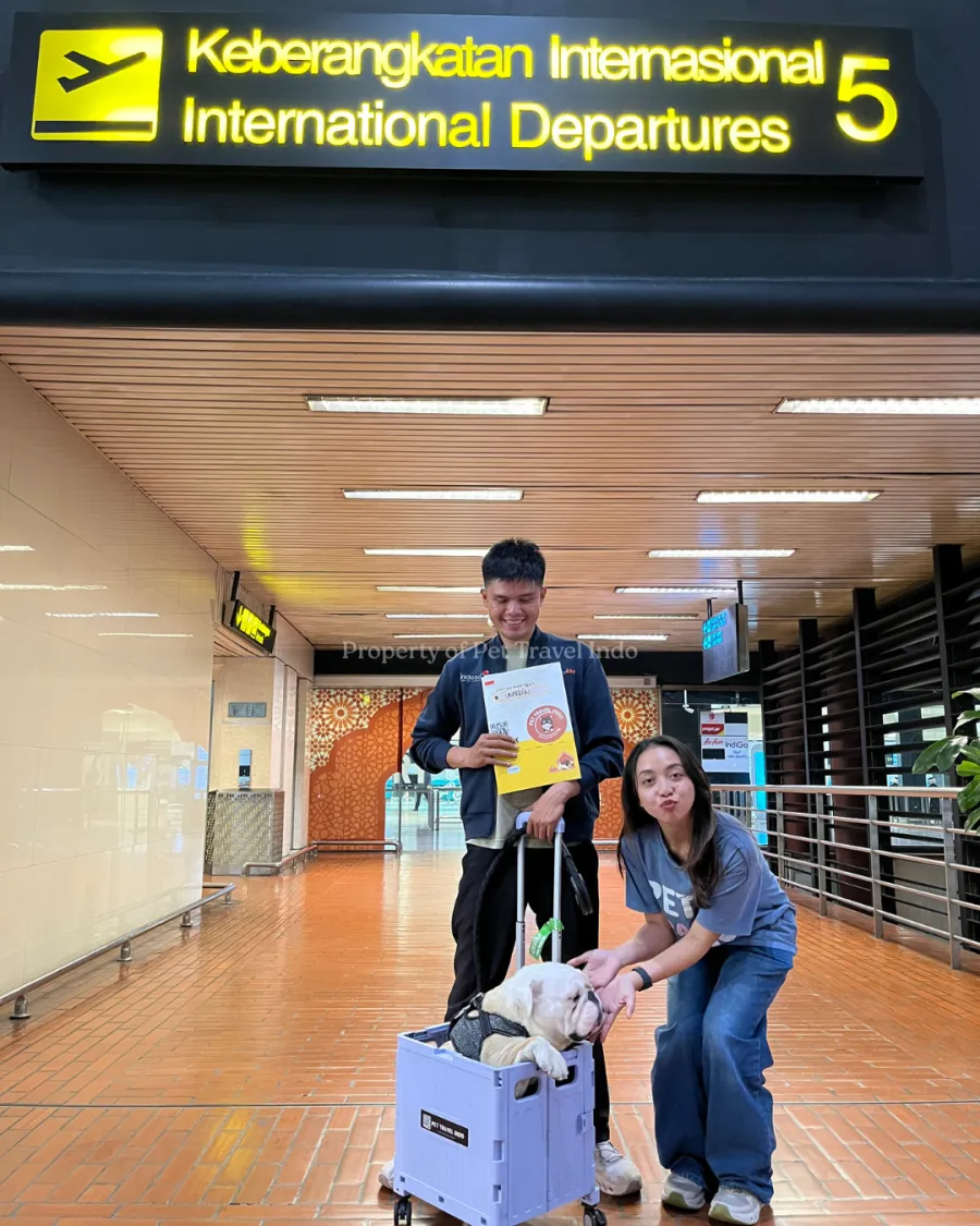 Two Pet Travel Indo team members escorting a bulldog in a trolley under an International Departures sign